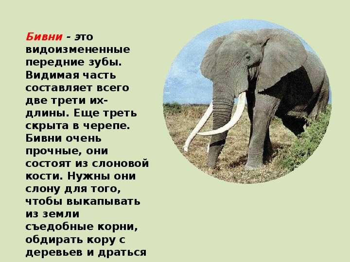 Слон: все самое интересное о его повадках и образе жизни