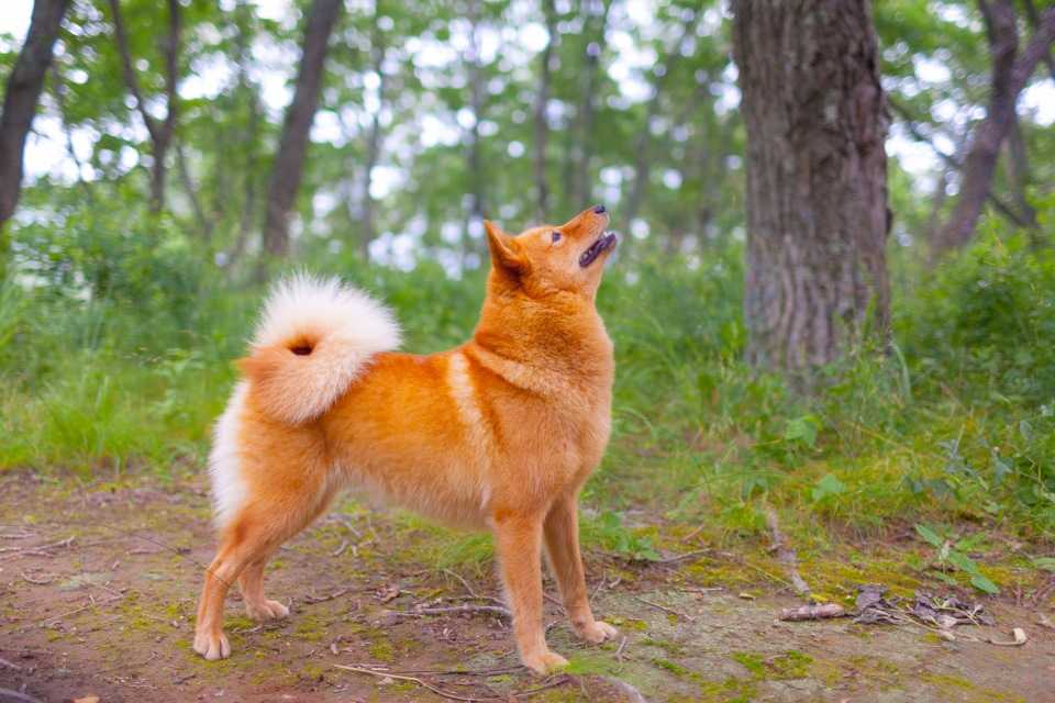 Собаки, похожие на лису — название, фото и описание пород