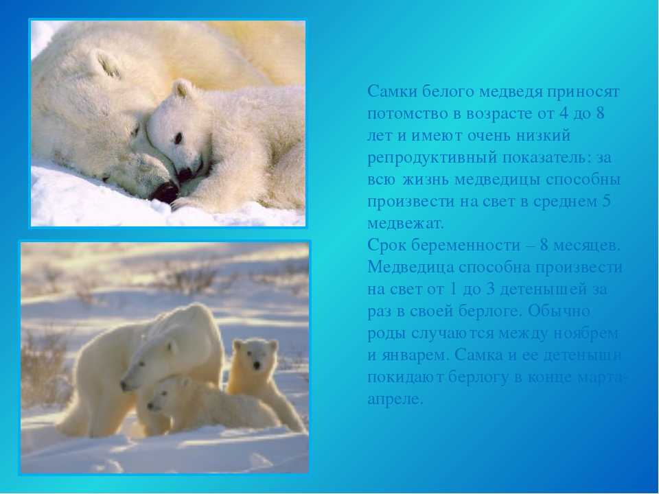 Белый медведь – крупный хищник севера. фото, описание, место обитания, потомство.