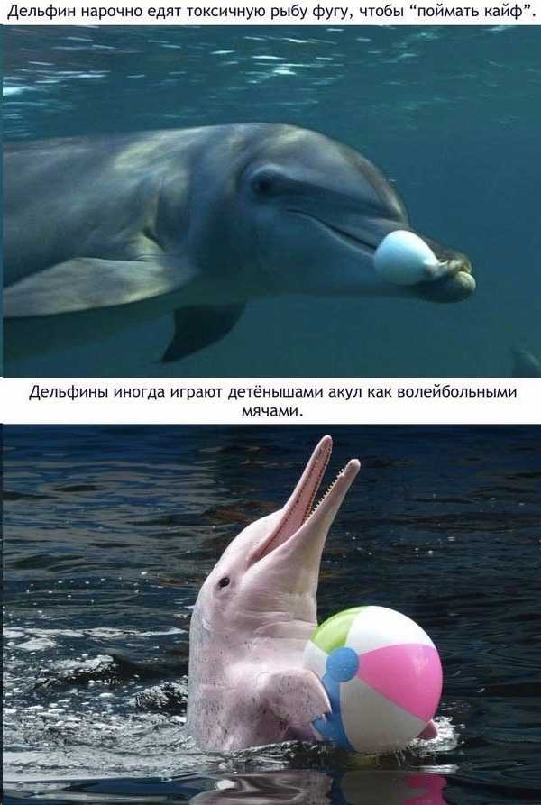 Самые интересные факты о дельфинах :: syl.ru