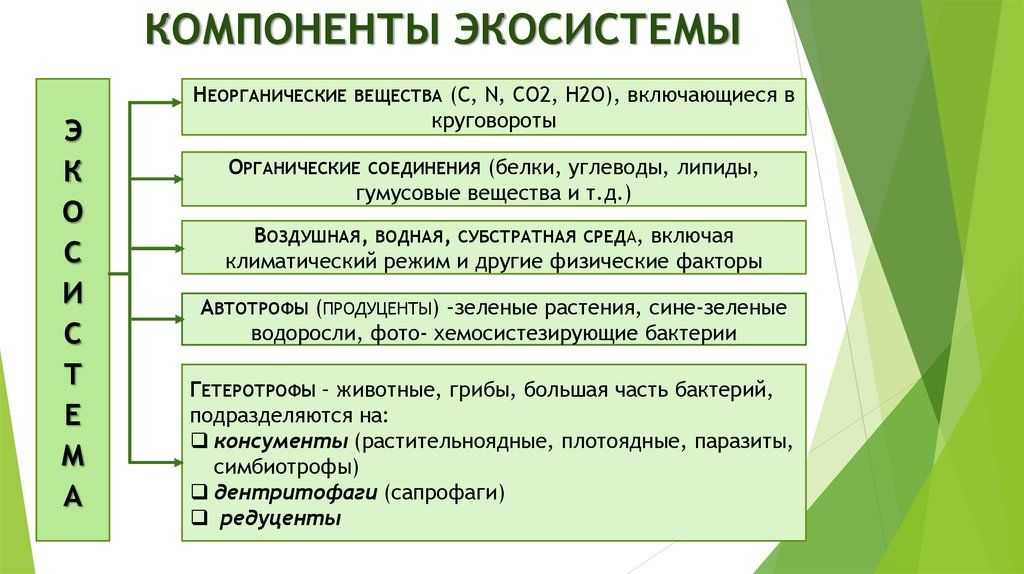 Структурные компоненты экосистемы схема