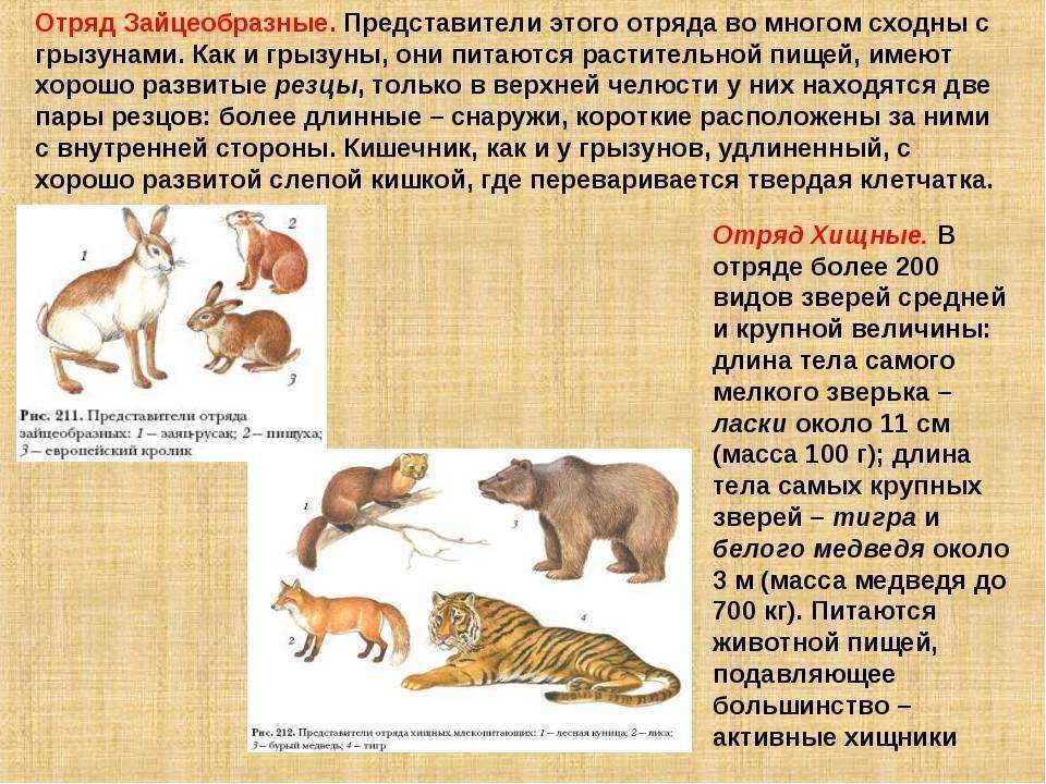 Сумчатые млекопитающие - виды, характеристика и среда обитания представителей