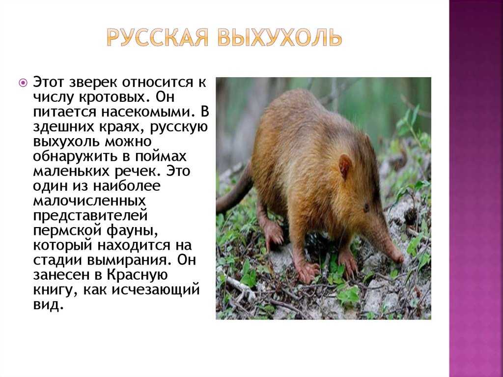 Животные пермского края. описания, названия и виды животных пермского края | животный мир
