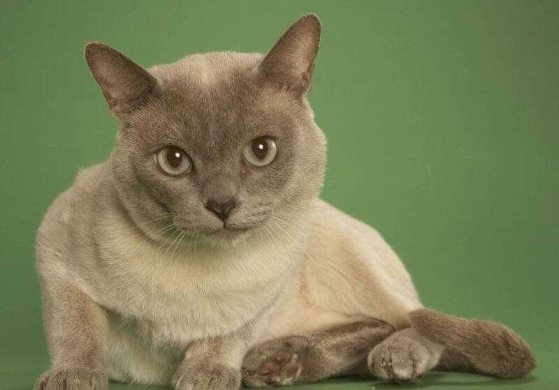 Полосатые коты - обзор русской породы кошек