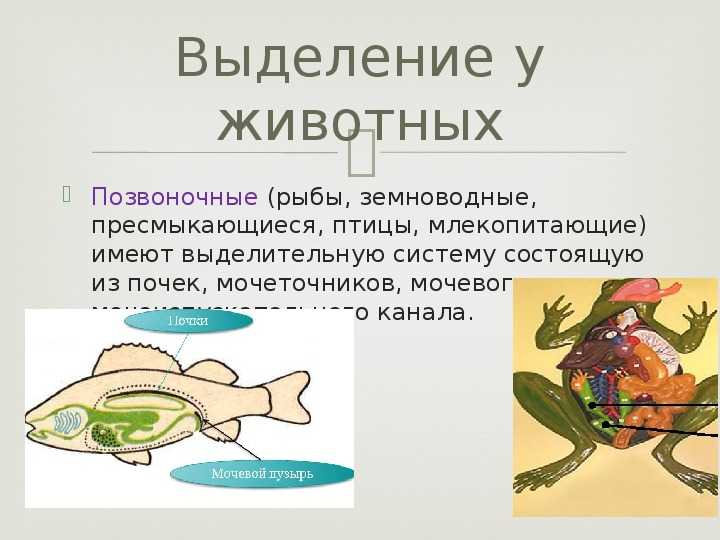 Презентация, доклад на тему выделение у растений и животных. (6 класс)