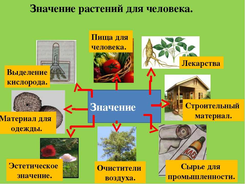 Роль человека в саду. Значение растений в жизни человека 5 класс биология. Значение растений в природе и жизни человека 5 класс биология. Роль растений в жизни человека. Коль растений в природе.