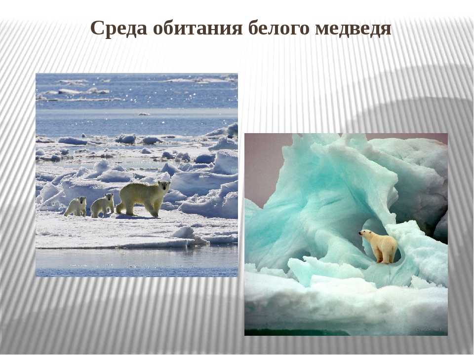 Животные антарктики. описание, названия и особенности животных антарктики | животный мир