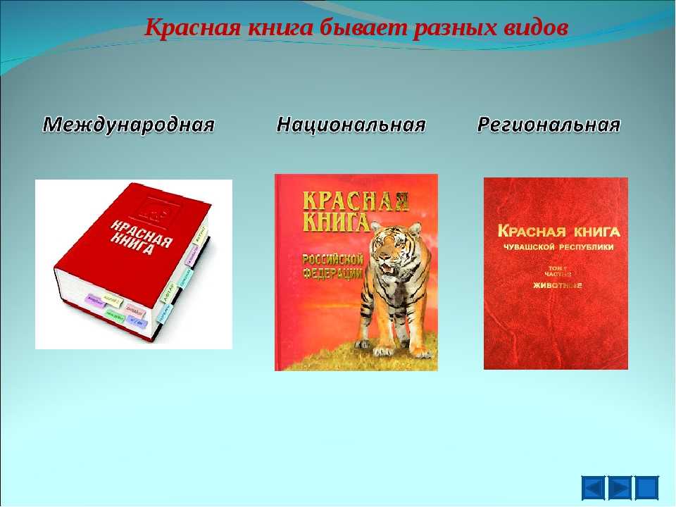 Красная книга россии животные и растения - новости, справки, информация, советы