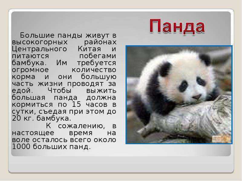 Красная панда: описание животного, среда обитания, сколько живут
