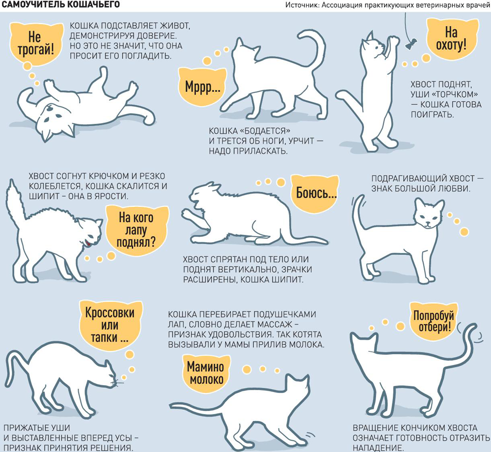 Поведение кошек: раскрываем секреты особенностей психологии животных