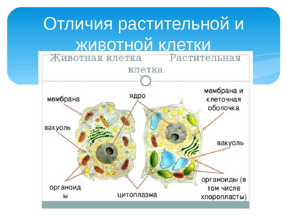 В чем различие в строении. Строение органелл растительной клетки и животной клетки. Органоиды растительной и животной клетки в чем различия. Строение органелл растительной клетки и животной. Органоиды и структура клетки животной.