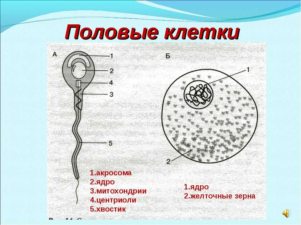 Гаметы - это репродуктивные клетки половые клетки, которые объединяются во время полового размножения, чтобы сформировать новую клетку, называемую зиготой