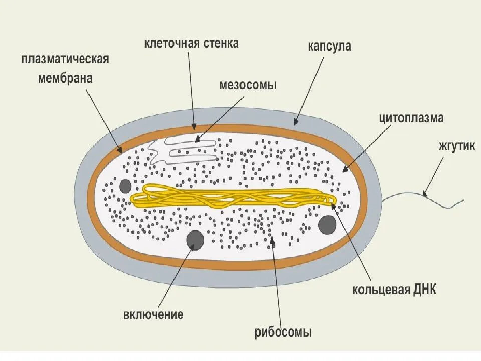 Сходства и различия эукариот, архей, бактерий