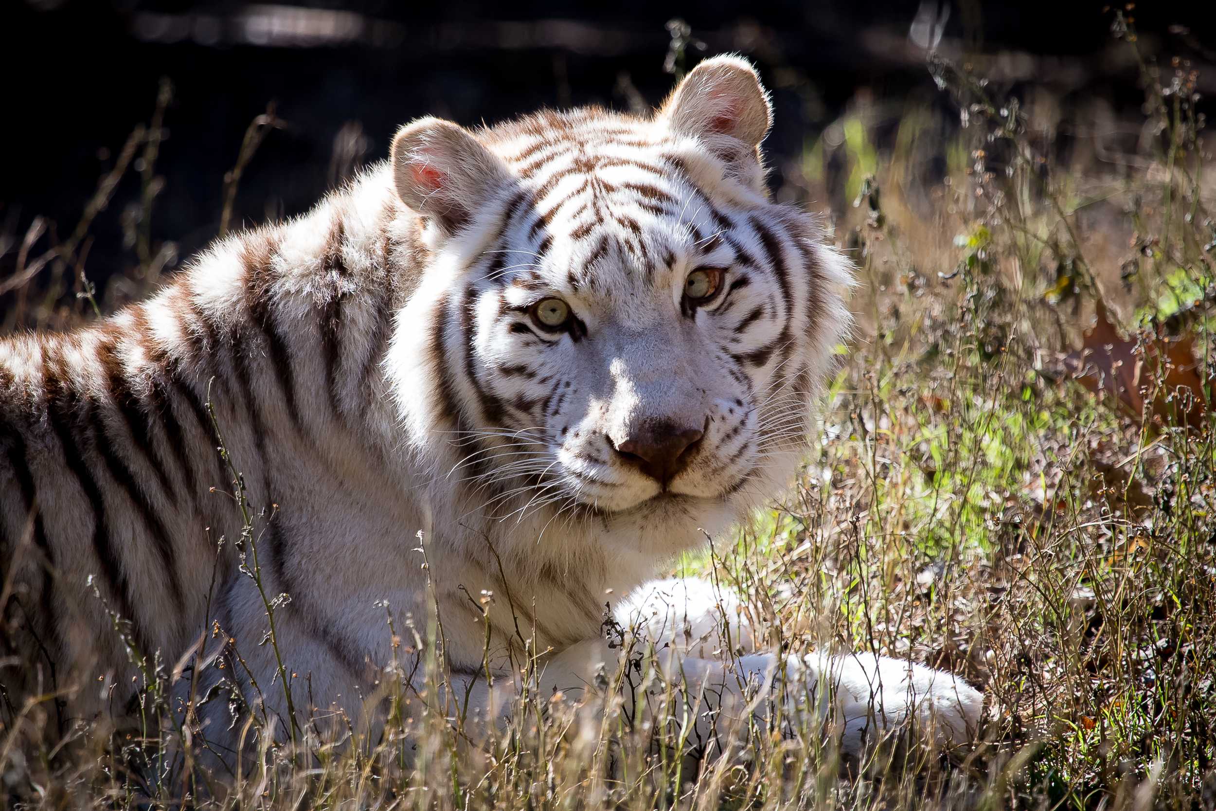 Белый тигр: описание животного, где обитает, чем питается