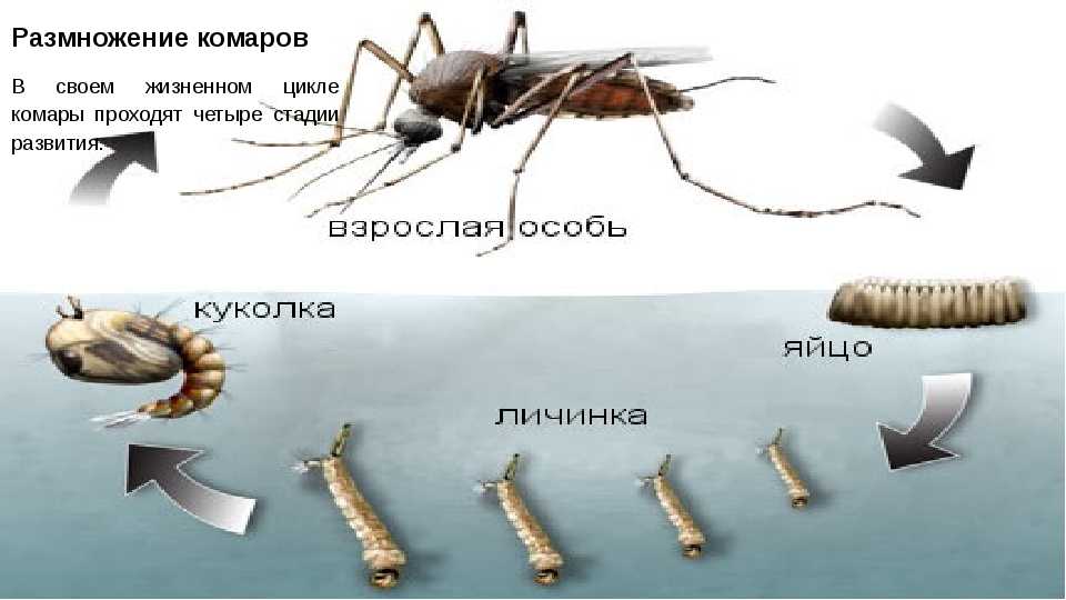 Комары - вики