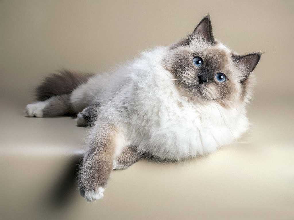 Невская маскарадная кошка: описание породы, история происхождения