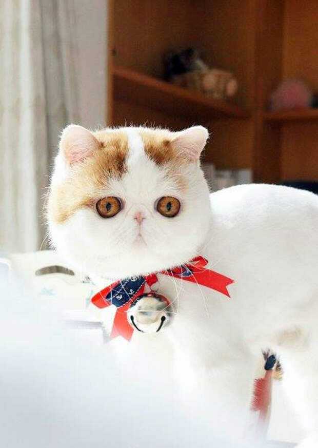 Подробное описание японской породы кошек снупи экзот: внешний вид и характер