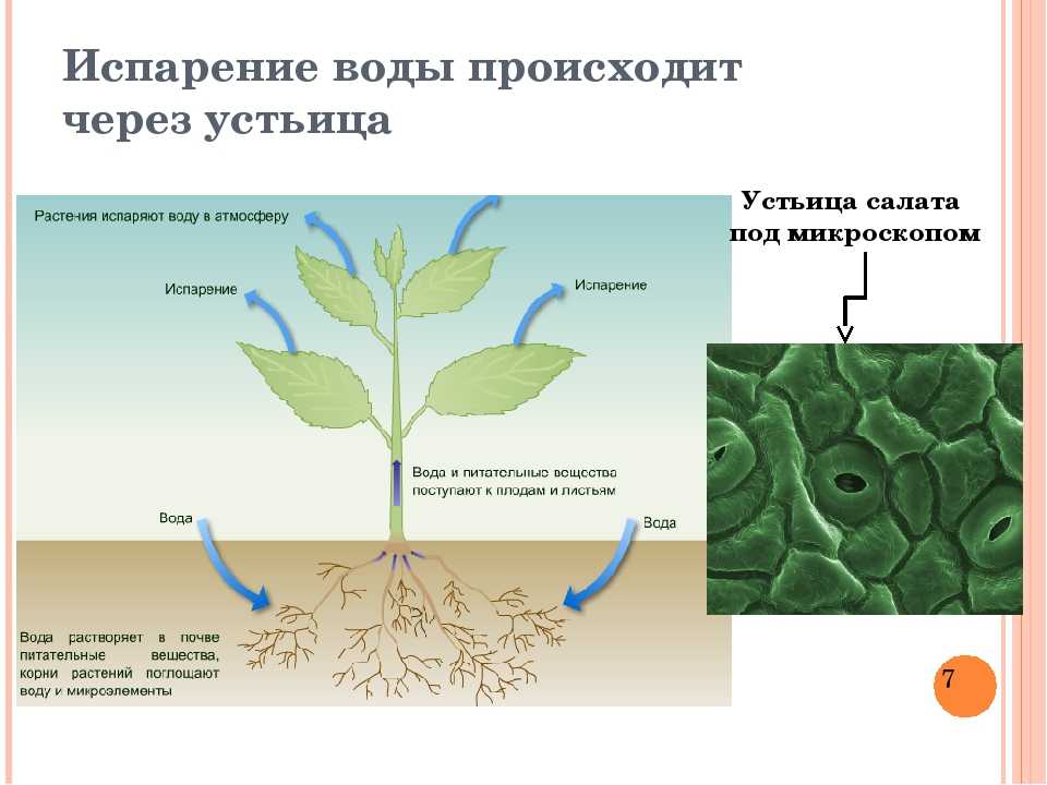 Одновременно в листьях осуществляется процесс. Испарение воды 6 класс биология. Транспирация воды у растений. Испарение воды растениями транспирация. Транспирация листьев устьица.