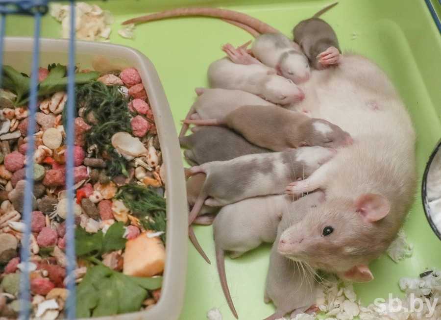 (обновлено) чем кормить домашнюю декоративную крысу: чем питается и что любит кушать, составляем сбалансированный рацион
