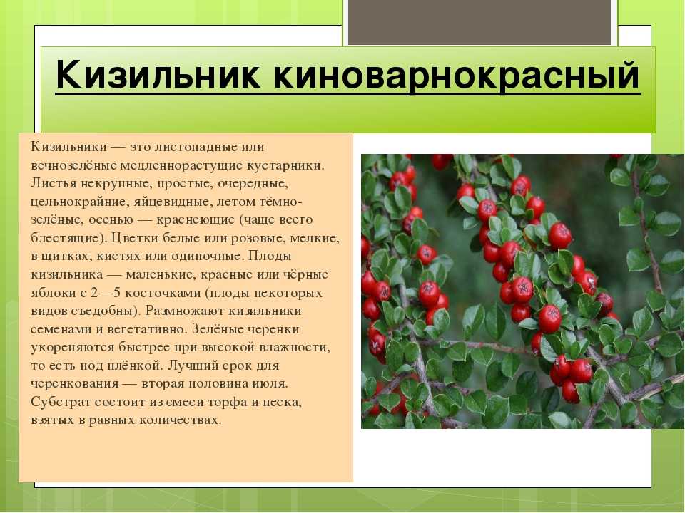 Исчезающие растения из красной книги россии