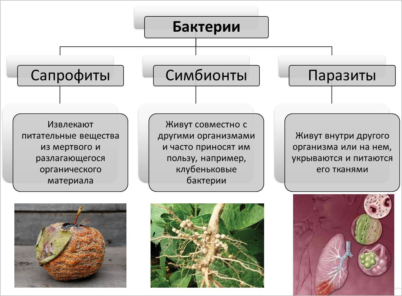 Классификация грибов: симбионты, сапрофиты, паразиты, отличительные признаки, особенности питания, съедобные виды, значение