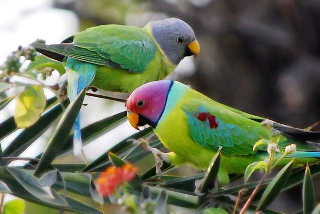 Сколько живут волнистые попугайчики в домашних условиях