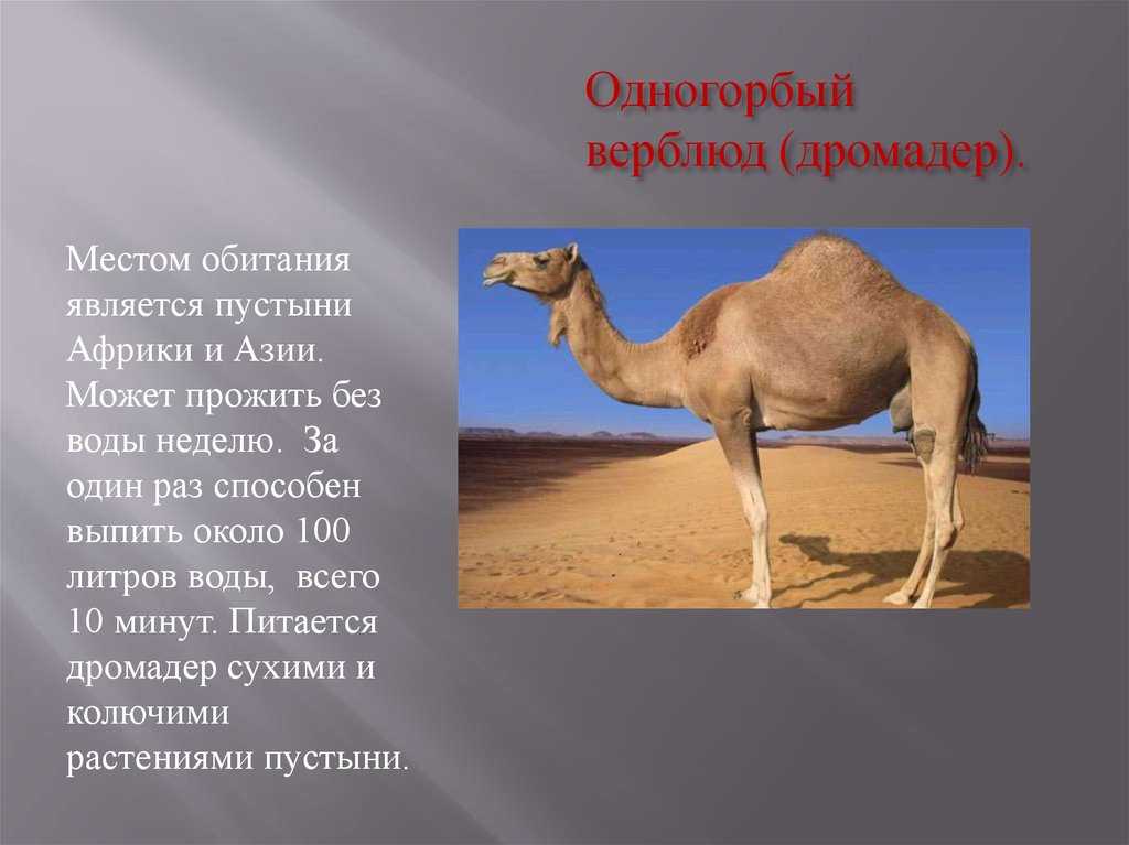 Сообщение о верблюде