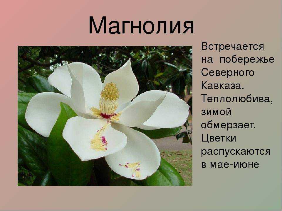 Самые редкие растения россии