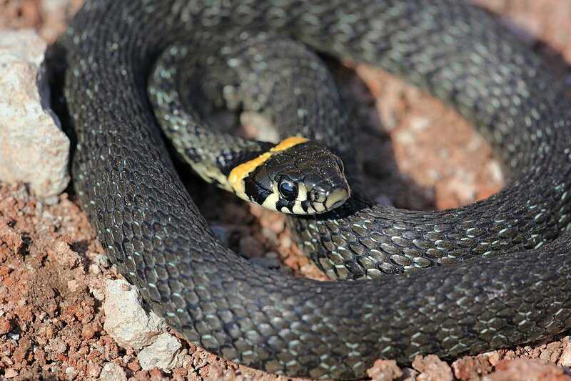 10 самых красивых змей в мире (фото)