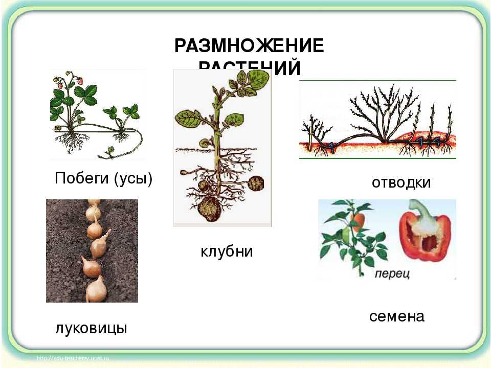 Способ растений. Как размножаются растения. Размножение растений 3 класс. Размножение растений 3 класс окружающий мир. Способы размножения растений 3 класс.