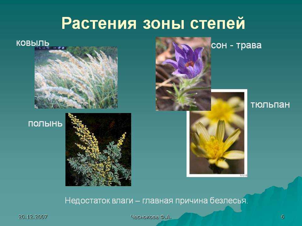 Животные и растения степи россии – фото, список, названия, описание, доклад