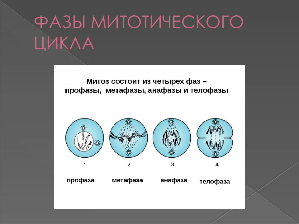 Деление клетки митотический цикл. Биология 9 класс клеточный цикл митоз. Жизненный цикл клетки деление клетки митоз 10 класс презентация. Деление клетки стадии деления. Жизненный цикл клетки митоз амитоз.