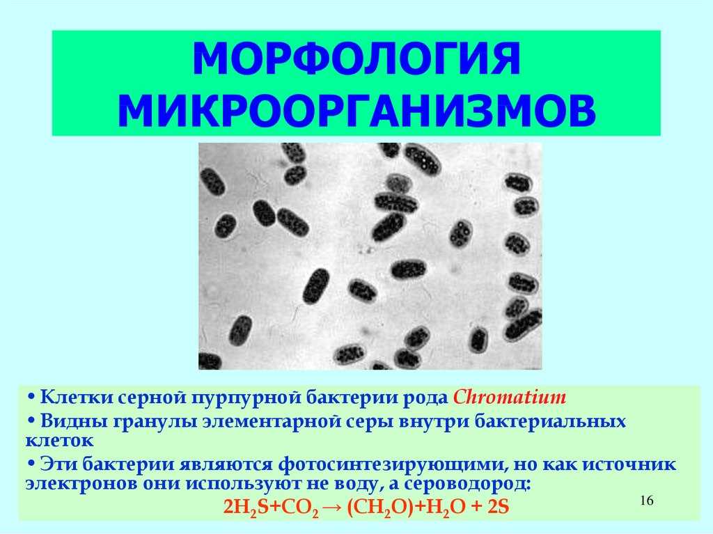 Бактерии в основе. Морфология микробной клетки. Морфология микроорганизмов бактерии. Морфология патогенных микробов. Морфологические типы микроорганизмов.