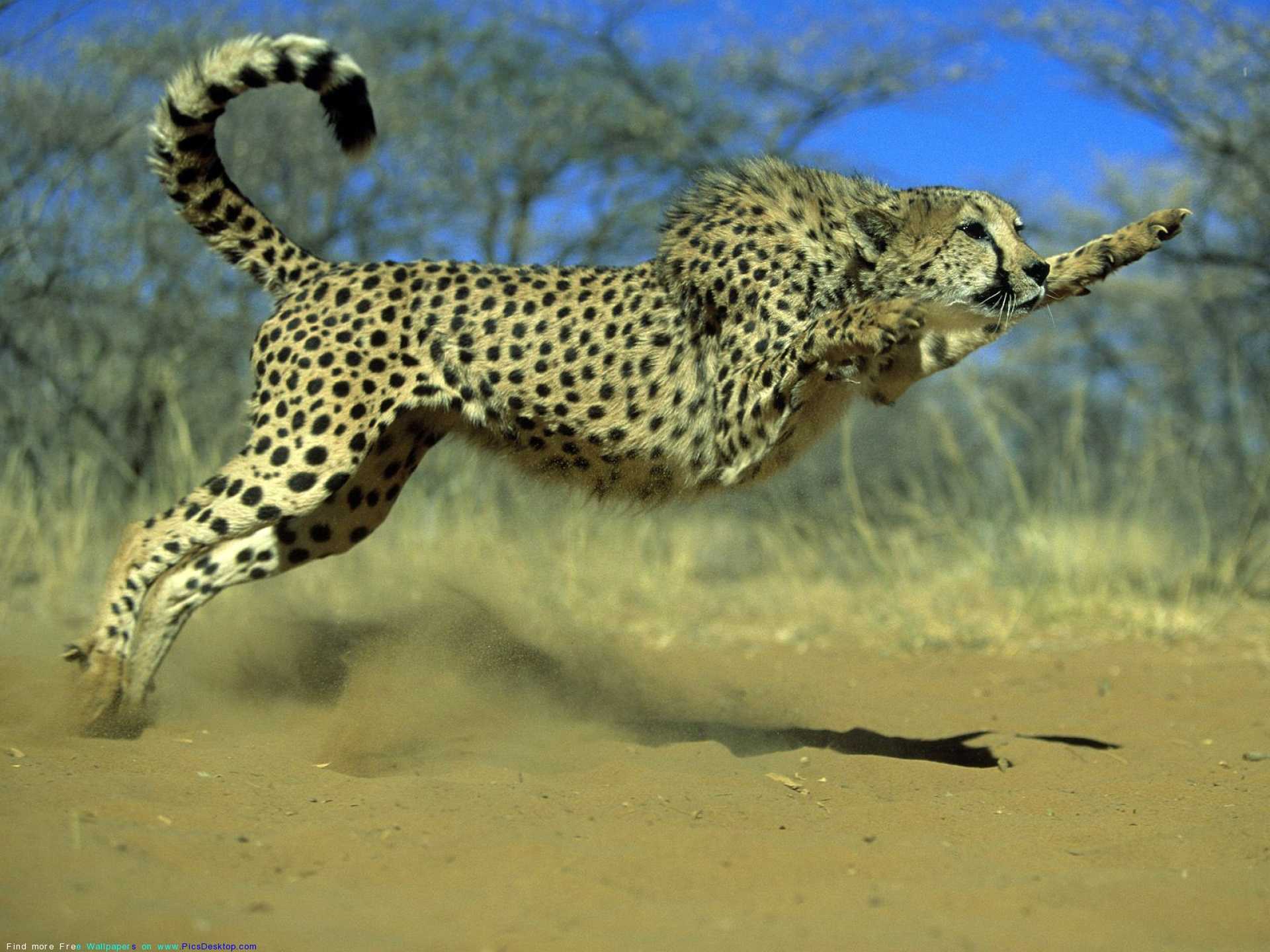 Топ-10 самых быстрых животных в мире: скорость, фото, описание