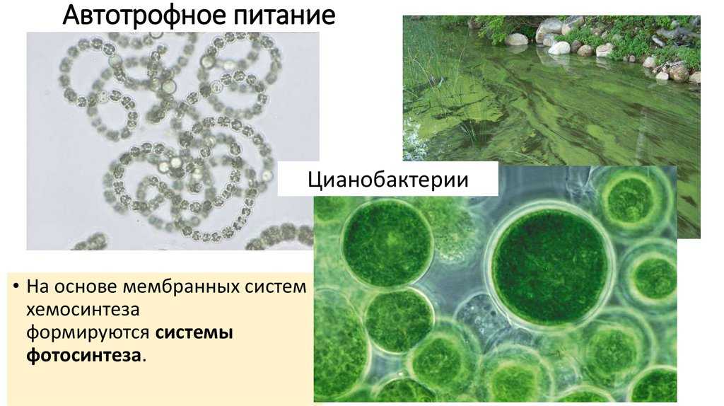 Одноклеточные водоросли фотосинтез. Цианобактерии Тип питания. Питание бактерий цианобактерий. Цианобактерии хлорофилл. Азотфиксирующие цианобактерии.