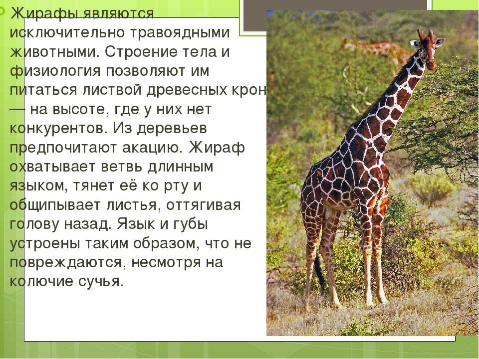 Жираф: описание, виды, образ жизни и среда обитания | планета животных