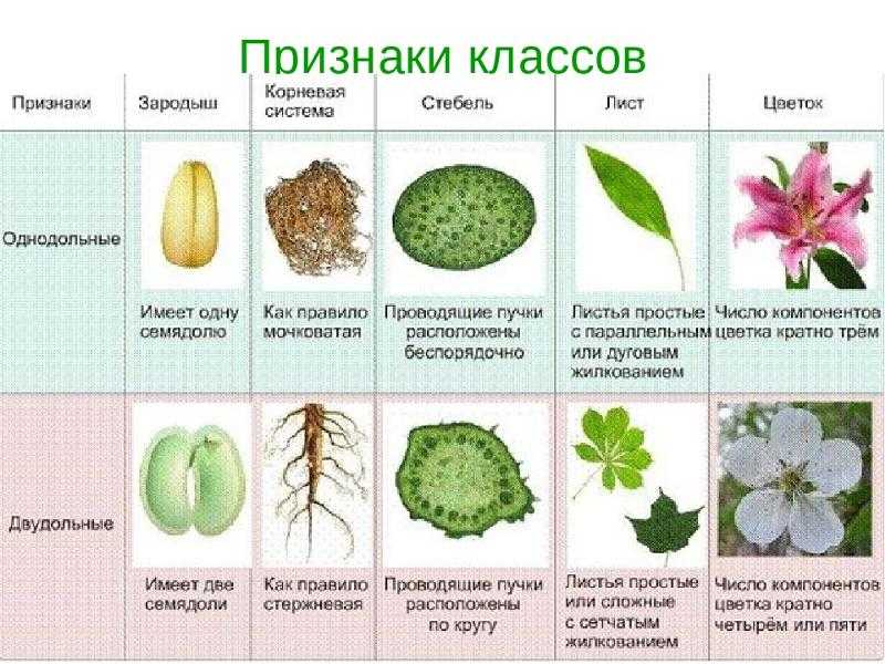 Однодольные и двудольные растения: особенности, характерные признаки
