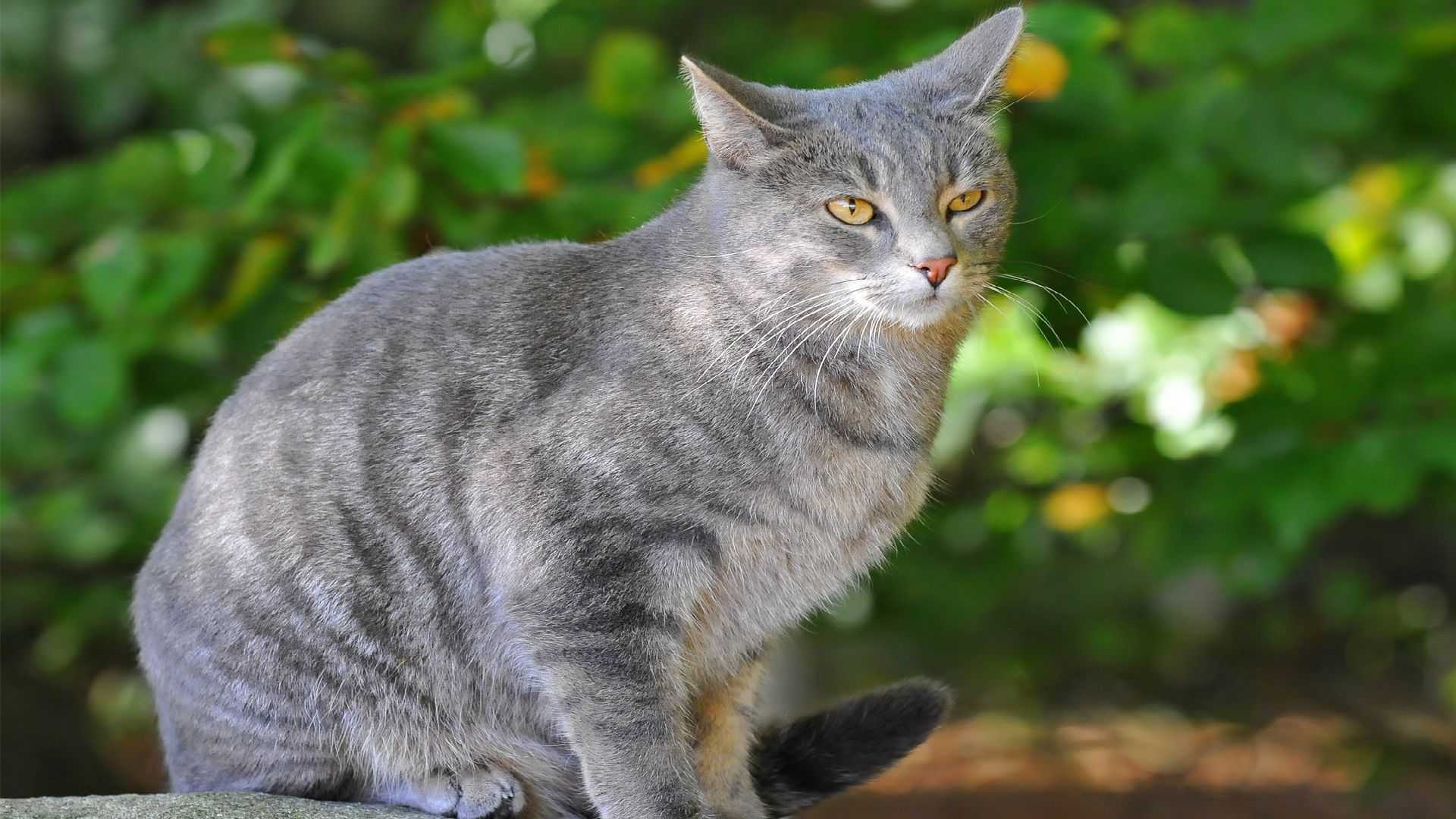 Дымчатый кот (австралийский мист): история породы, фото, уход