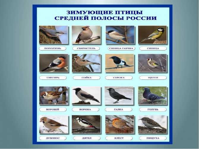 Птицы средней полосы россии | животный мир