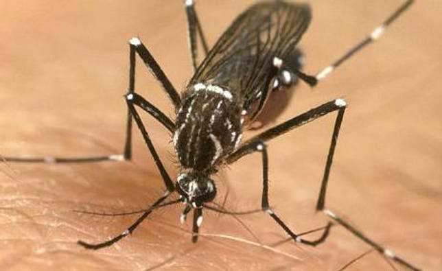 ОТВЕТ: Большинство видов насекомых шестиногие, то есть имеют 3 пары ног, но есть и исключения