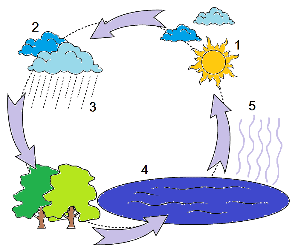 Круговорот воды в природе: роль, схема и этапы гидрологического цикла, рисунок испарения, значение, процесс, причина