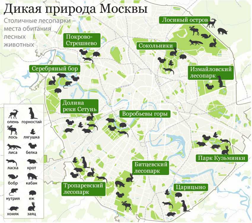 Растительный мир московской области – список, характеристика и фото