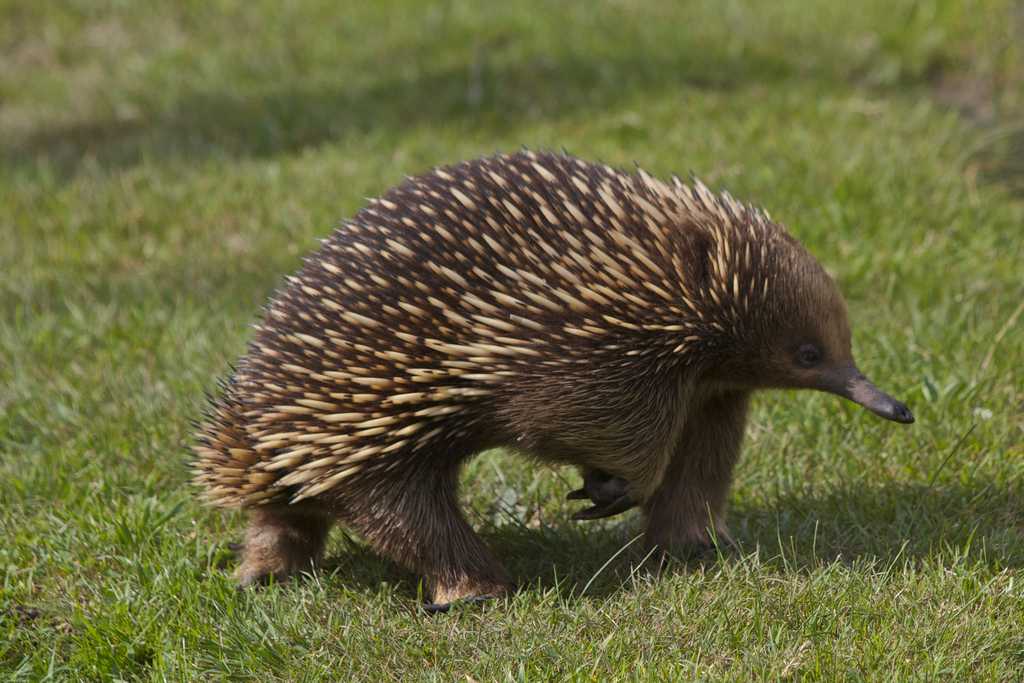 Животные австралии. название и описание животных