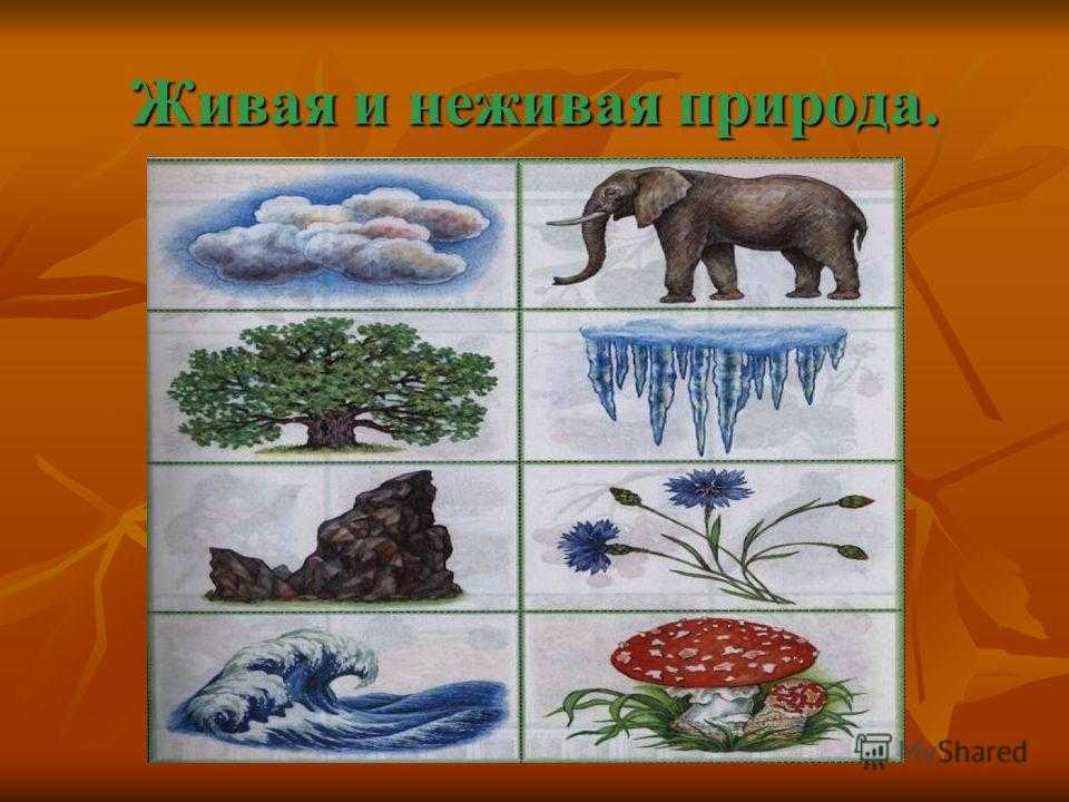 Россия живая неживая природа