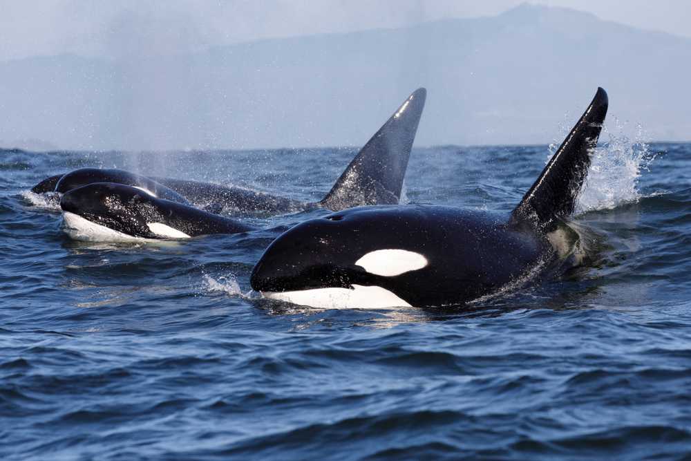 Горбатый кит (фото): как выглядит, где обитает, чем питается и интересные факты