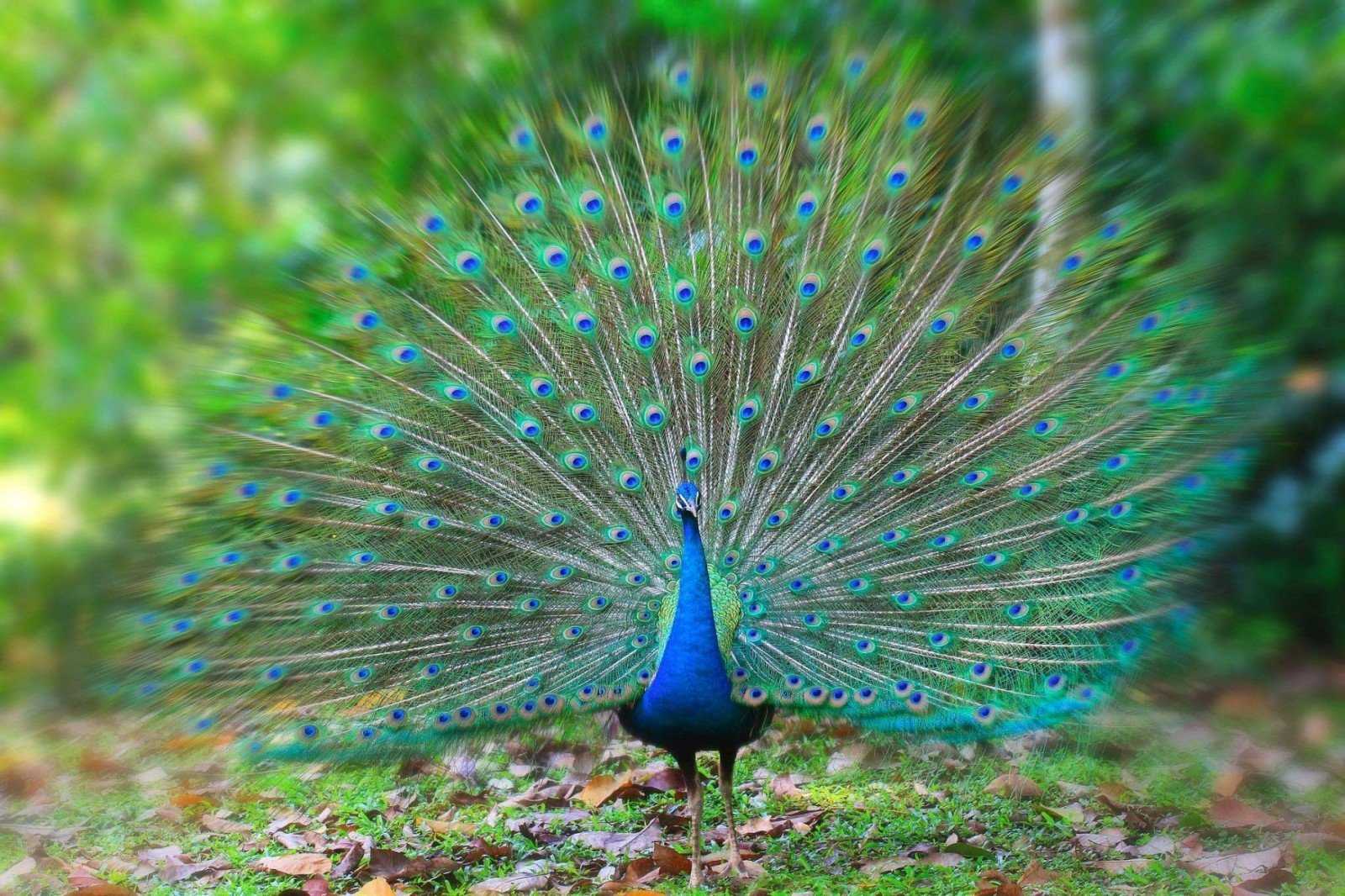 Самые красивые птицы мира с фото и названиями по версии нашего портала