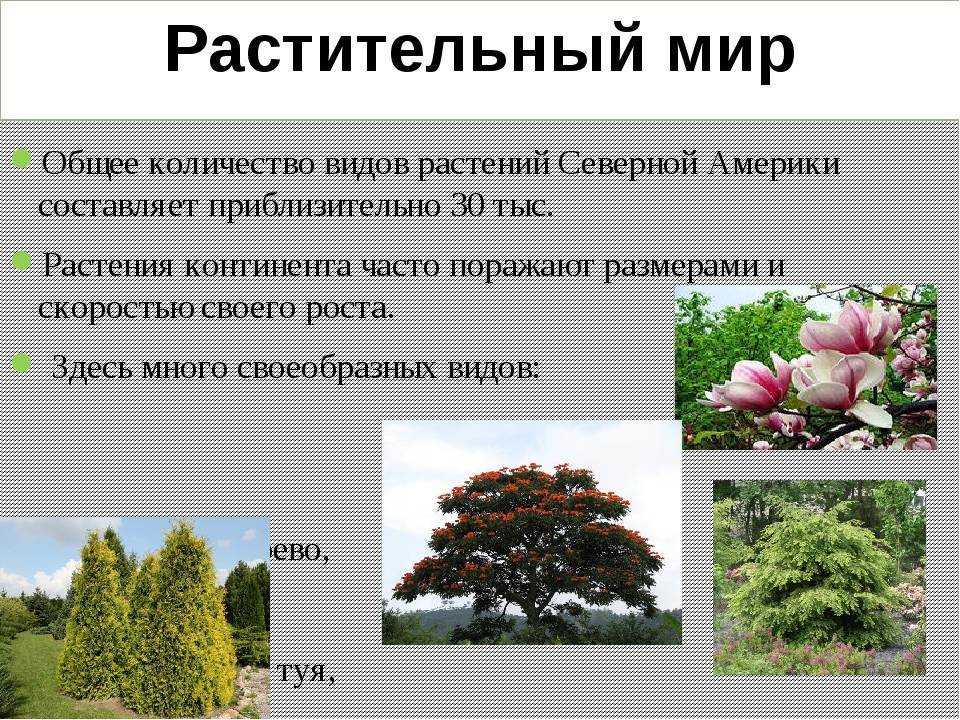 Растения степной зоны: особенности и характеристика природы, животный мир, экологические проблемы | tvercult.ru