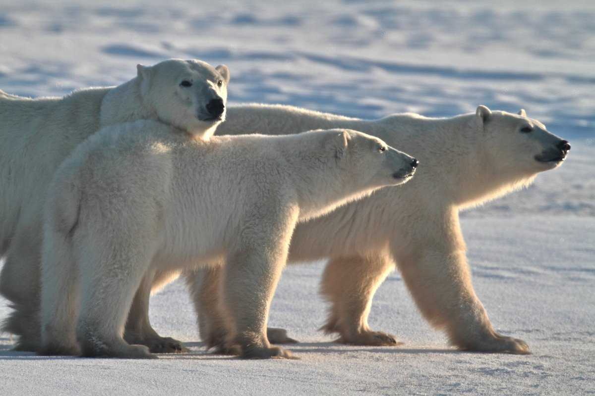 Почему уменьшается численность белых медведей: пояснение
