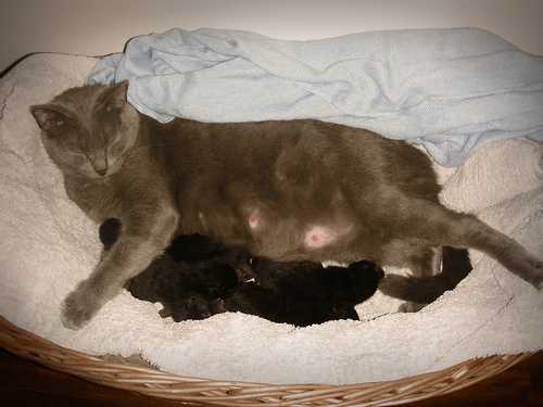 Роды у кошек: как проводится подготовка к родам, как проходят роды у кошек, патологические роды