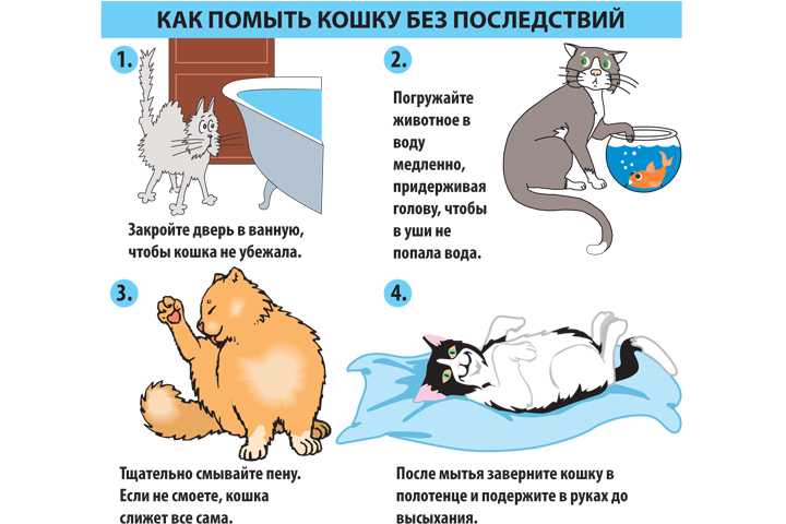 Как искупать кота: хитрости и советы :: syl.ru